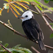 White-headed Marsh Tyrant