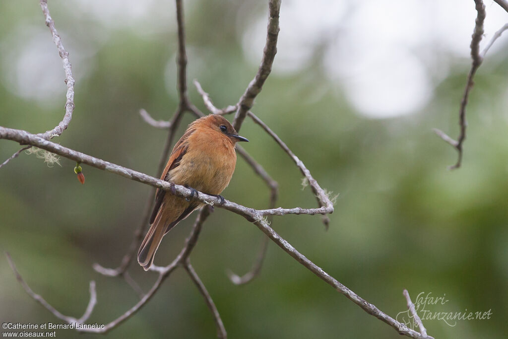 Cinnamon Flycatcher