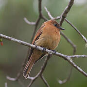 Cinnamon Flycatcher