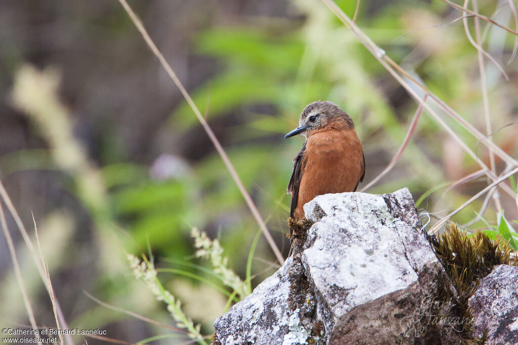 Cliff Flycatcheradult