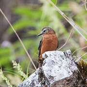 Cliff Flycatcher