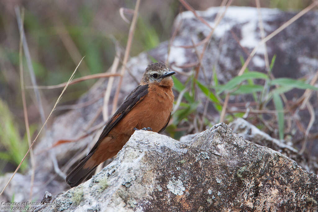 Cliff Flycatcheradult, habitat