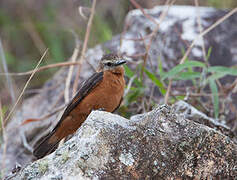 Cliff Flycatcher