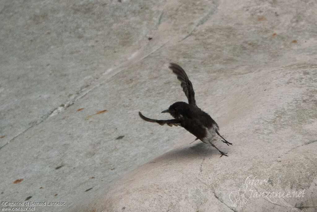 Black Phoebe