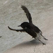 Black Phoebe