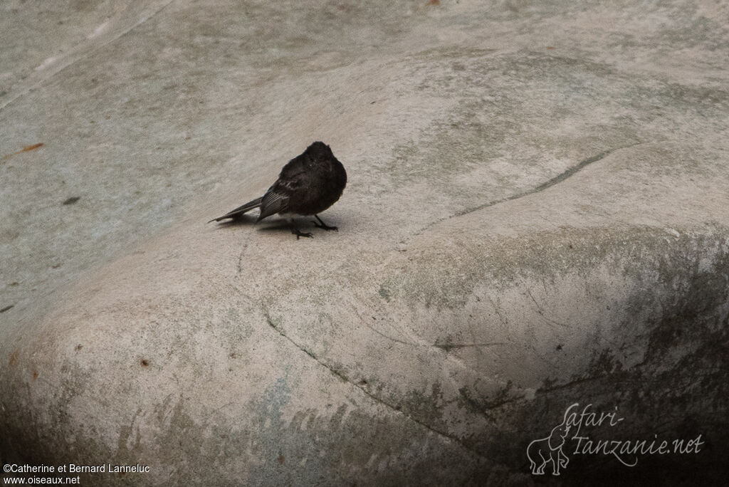 Black Phoebe