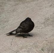 Black Phoebe