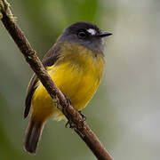 Ornate Flycatcher