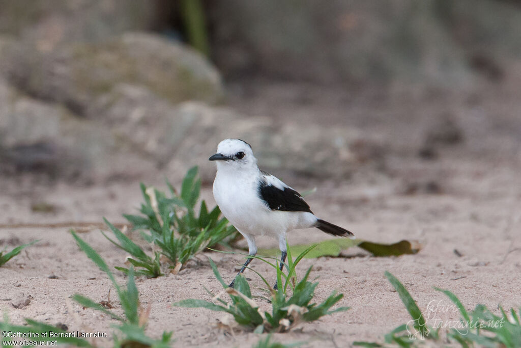 Pied Water Tyrant