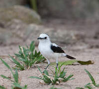 Pied Water Tyrant