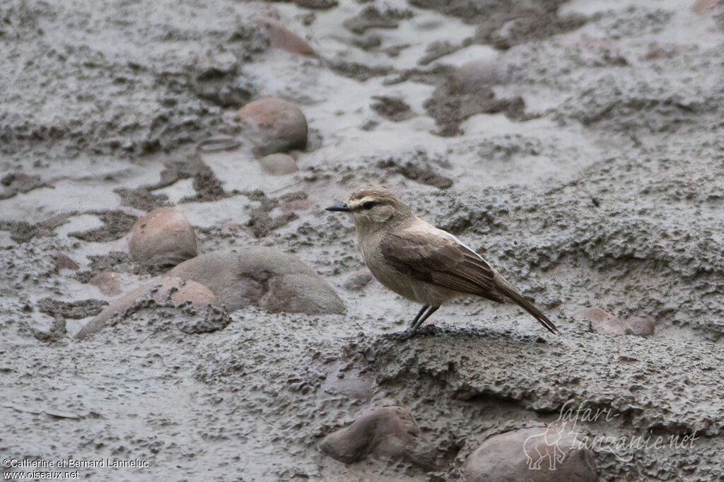 Drab Water Tyrant, identification