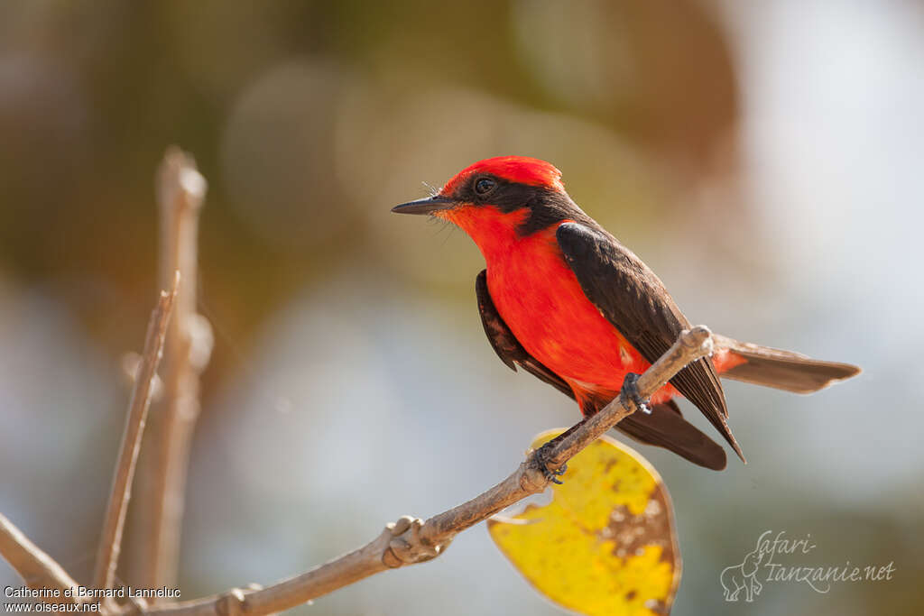 Vermilion Flycatcher male adult, identification