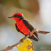 Vermilion Flycatcher