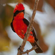 Vermilion Flycatcher