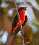 Vermilion Flycatcher