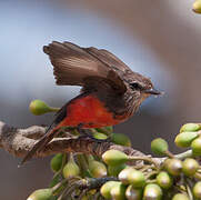 Vermilion Flycatcher