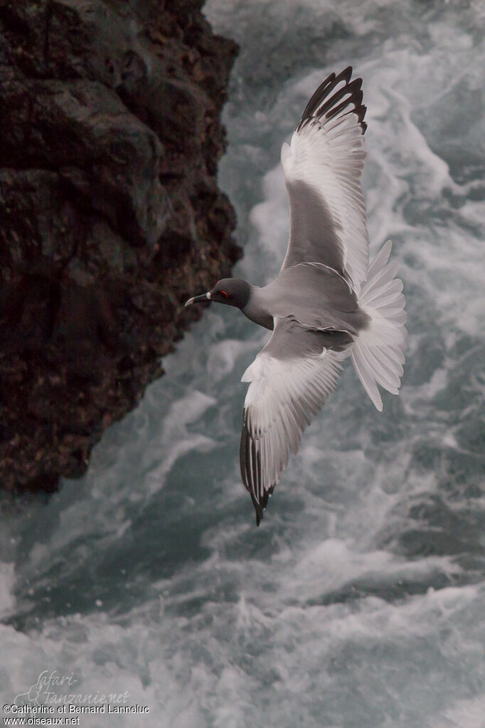 Mouette à queue fourchueadulte nuptial, Vol