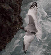 Mouette à queue fourchue