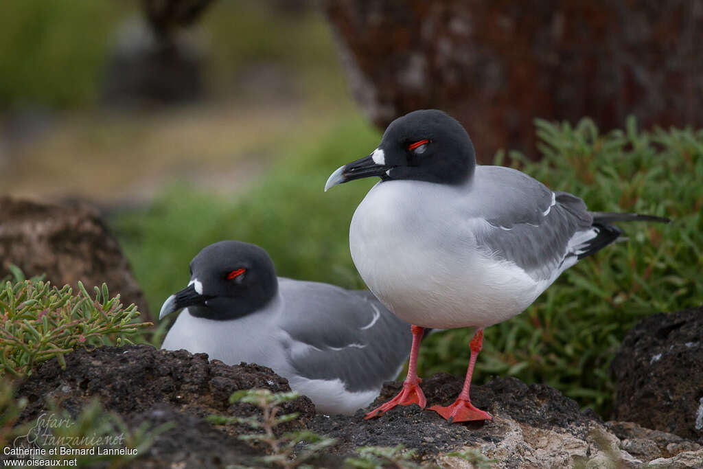 Mouette à queue fourchueadulte nuptial, pigmentation, Comportement