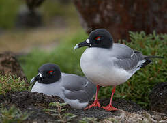 Mouette à queue fourchue