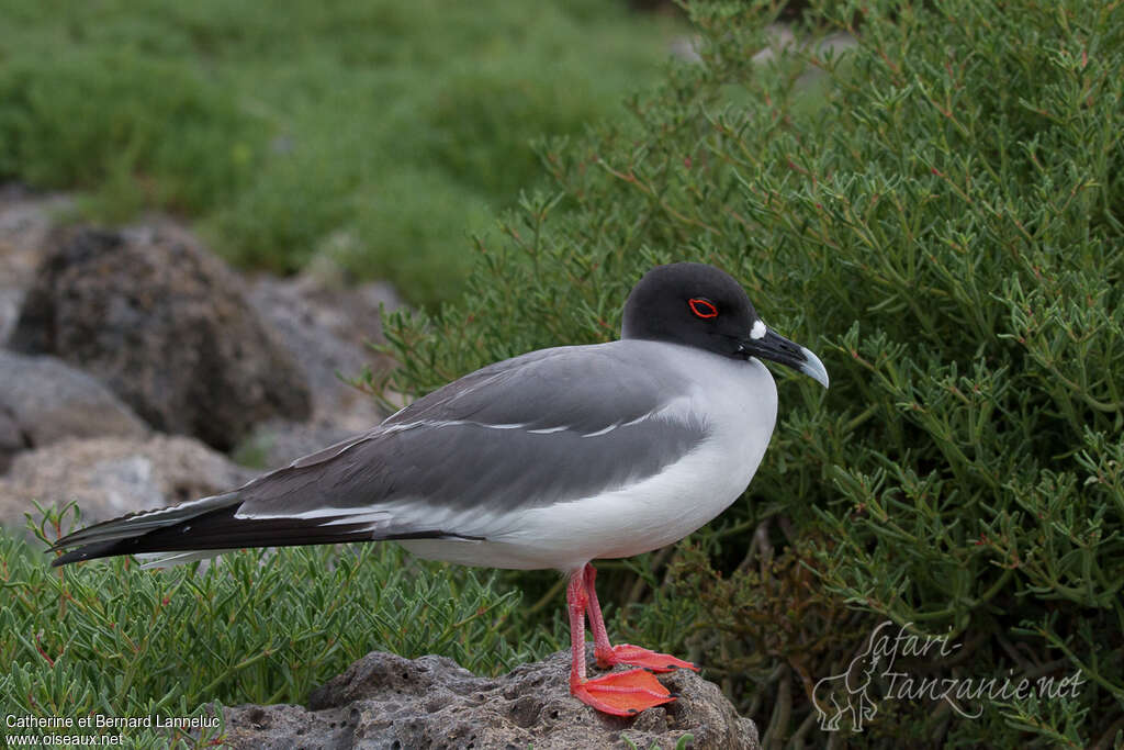 Swallow-tailed Gulladult breeding, pigmentation