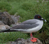 Swallow-tailed Gull