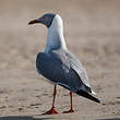 Mouette à tête grise