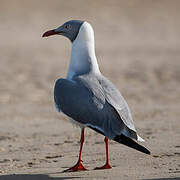 Grey-headed Gull