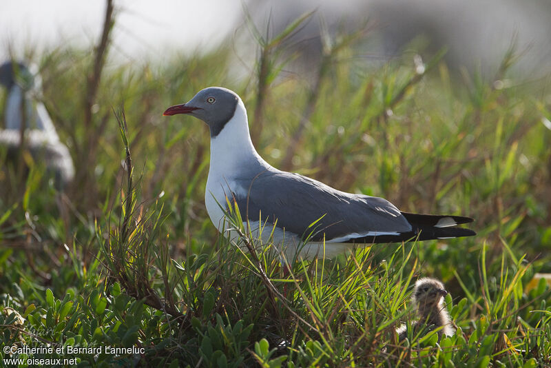 Grey-headed Gull, Reproduction-nesting