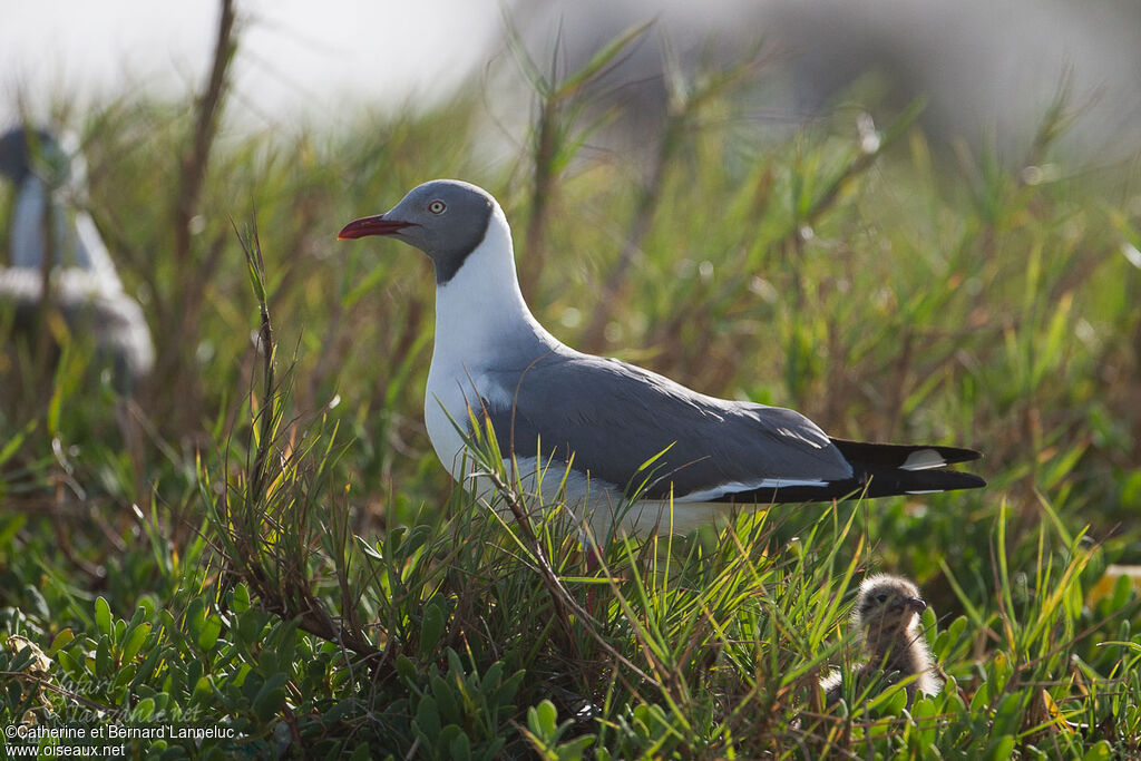 Grey-headed Gull, Reproduction-nesting