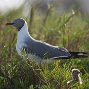 Grey-headed Gull