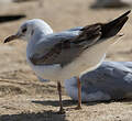 Mouette à tête grise