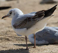 Grey-headed Gull