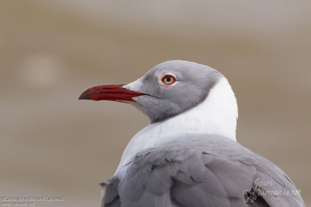 Grey-headed Gulladult breeding, close-up portrait