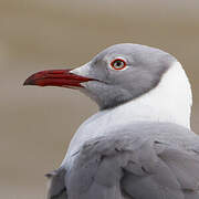 Grey-headed Gull