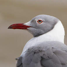 Mouette à tête grise