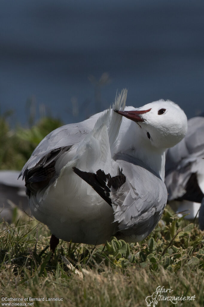 Mouette de Hartlaubadulte, soins