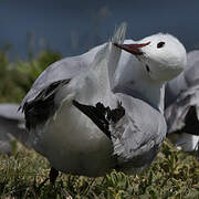 Hartlaub's Gull