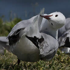 Mouette de Hartlaub