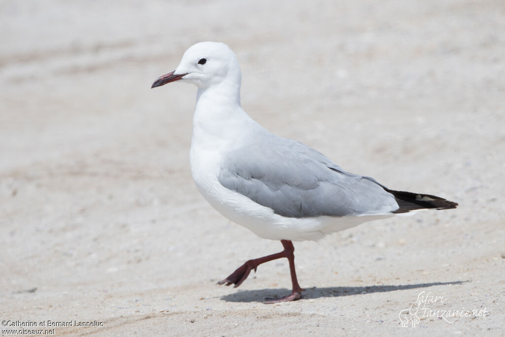 Hartlaub's Gulladult, identification