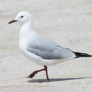 Mouette de Hartlaub