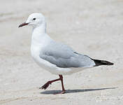 Mouette de Hartlaub