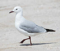 Hartlaub's Gull