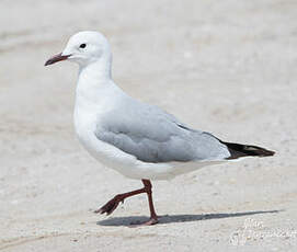 Mouette de Hartlaub