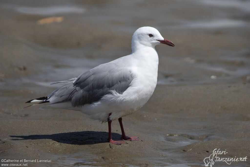 Mouette de Hartlaubadulte, identification