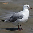 Mouette de Hartlaub