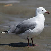 Hartlaub's Gull