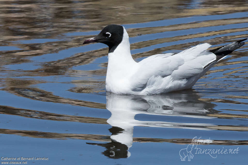 Mouette des Andesadulte nuptial, pigmentation, nage