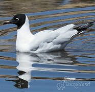 Mouette des Andes