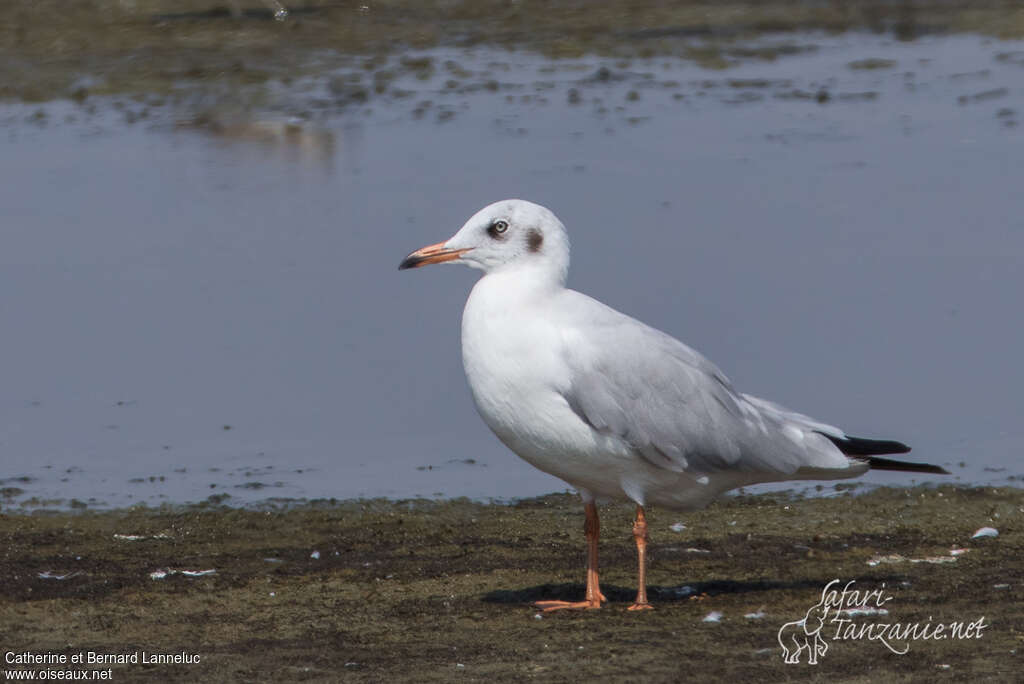 Brown-headed GullSecond year, identification